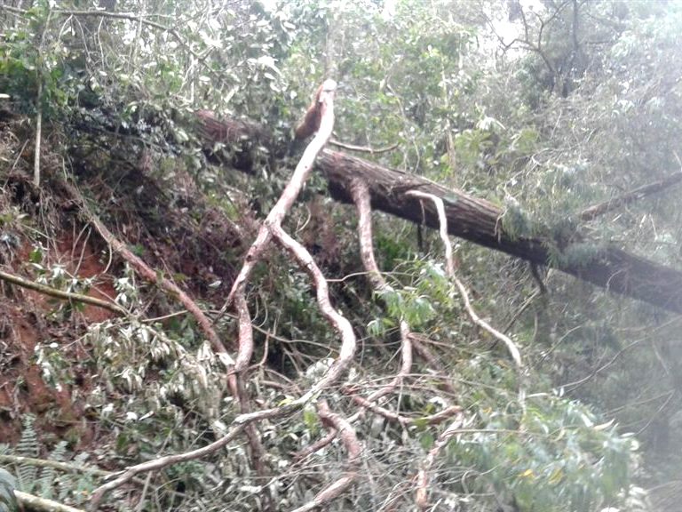 arvores caem na rota do lagarto
