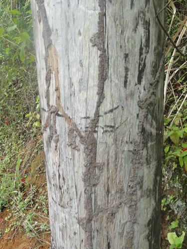 Moradores de Santa Isabel temem por possivel queda de postes 1
