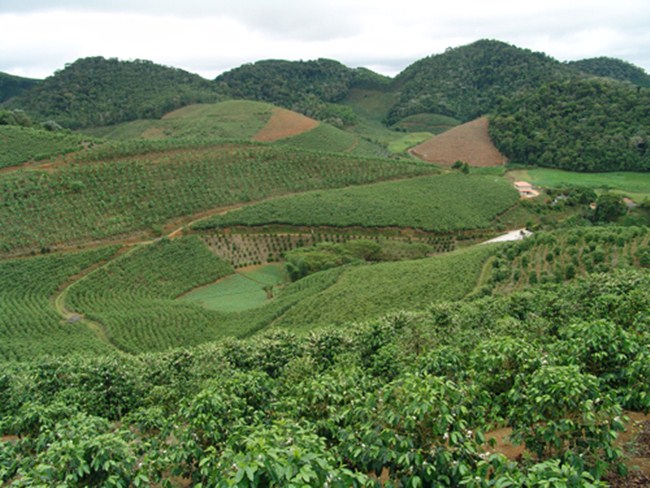 Plantação de café