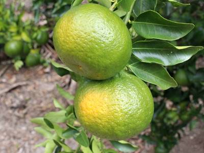 Sitio Andre recebe cerca de 60 pessoas para o Dia de Campo dos Citrus em Marechal Floriano 4
