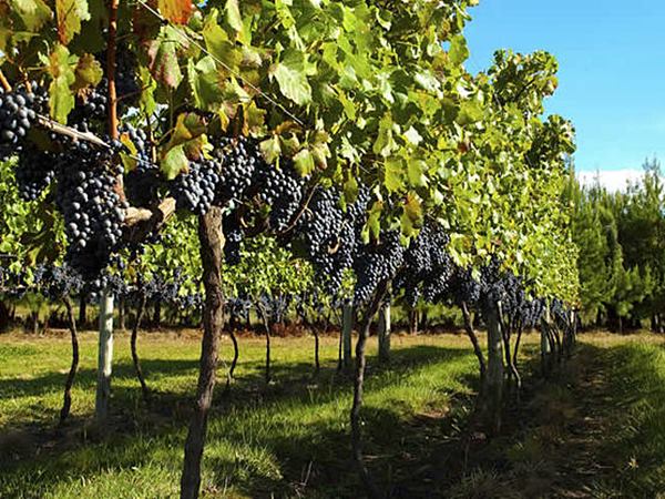 Capacitacao producao de ovos e uvas em foco no agronegocio em Marechal 02