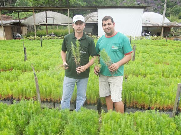 Cresce a coleta de goma resina de pinus e novas areas sao plantadas 2