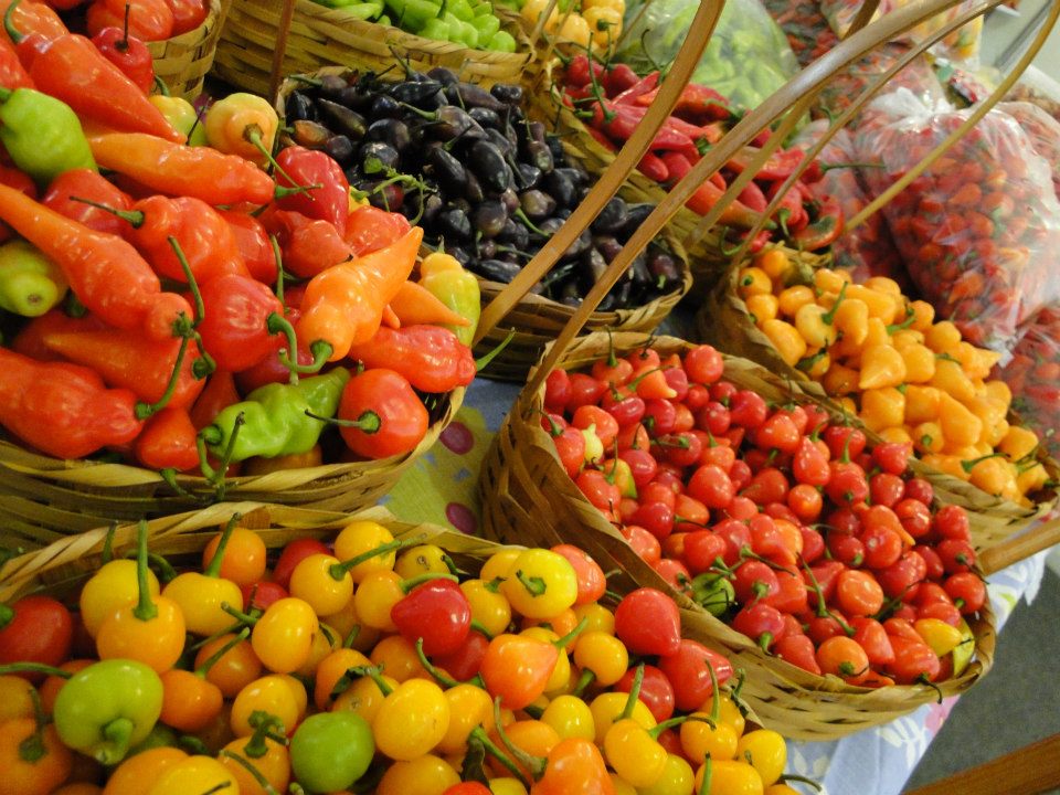 Texto: Assessoria de Imprensa/Sabores da Terra / Fotos: Assessoria de Imprensa/Sabores da Terra