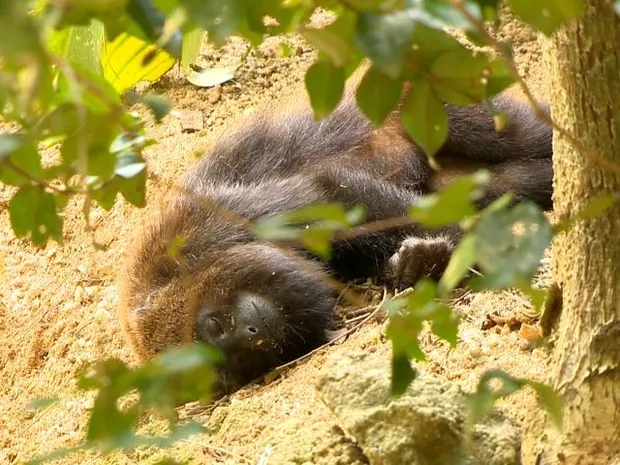 macaco febre amarela