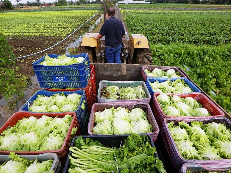 mini ceasa agricultura familiar