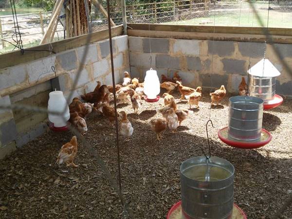 Conservacao de agua e incentivos na avicultura sao prioridades em Marechal Floriano 2