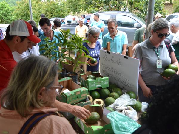 cultivo de abacate no dia de campo em Marechal Floriano 2