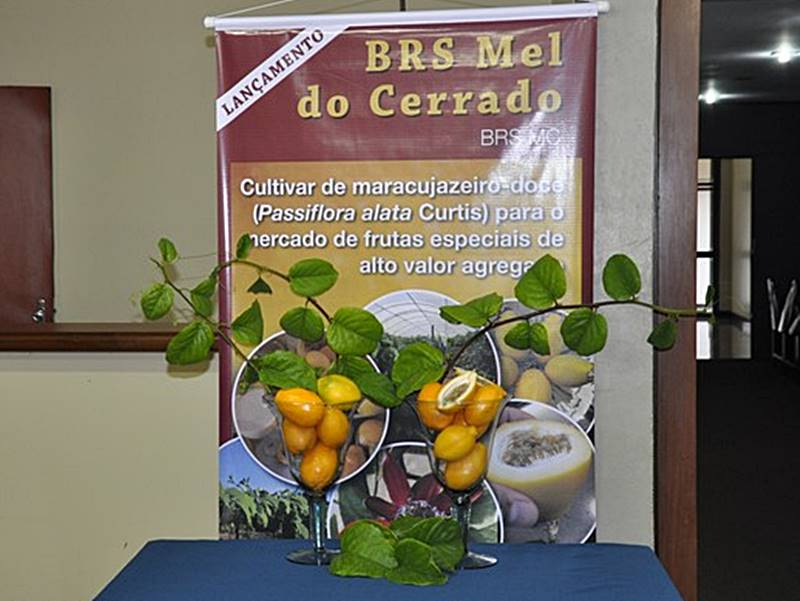 Texto: Jetibá Online / Foto: Jetibá Online