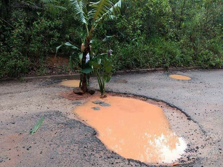 Revoltados com os buracos moradores plantam bananeiras em rodovia de Sao Bento de Urania 2