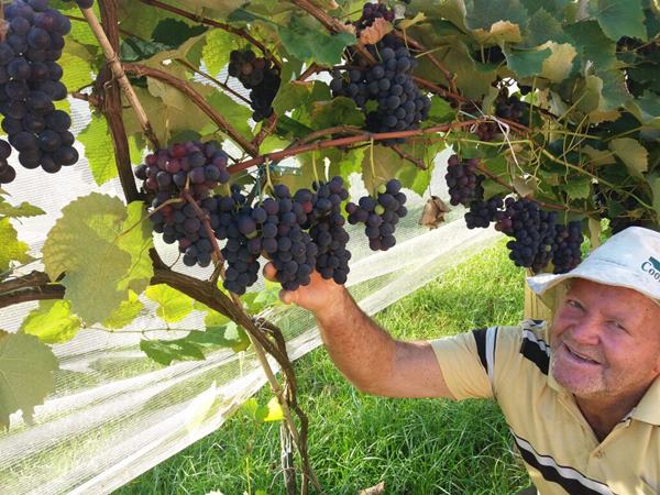 Comecam os preparativos para a 54 edicao da Festa da Uva e do Vinho de Alfredo Chaves 3