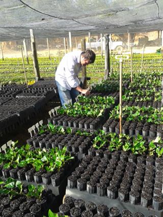 Incaper realizara pesquisa para aperfeicoar sistemas de producao de mudas de cafe conilon por estaquinhas