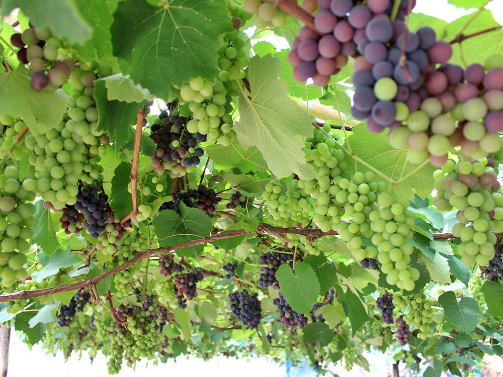 Mais de 50 propriedades abertas para a colheita de uvas nas montanhas