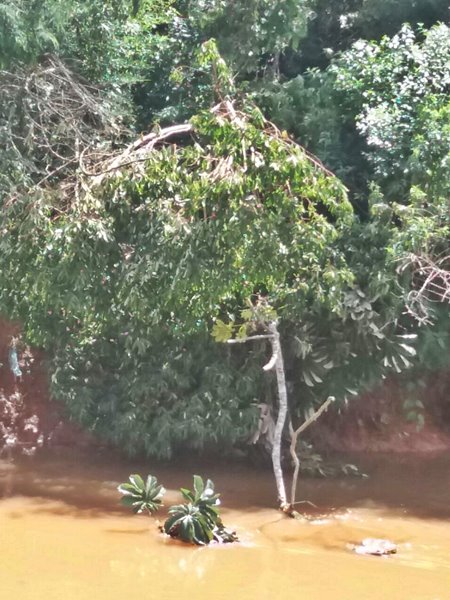 Arvores desabam no leito do Braco Sul do Rio Jucu 2