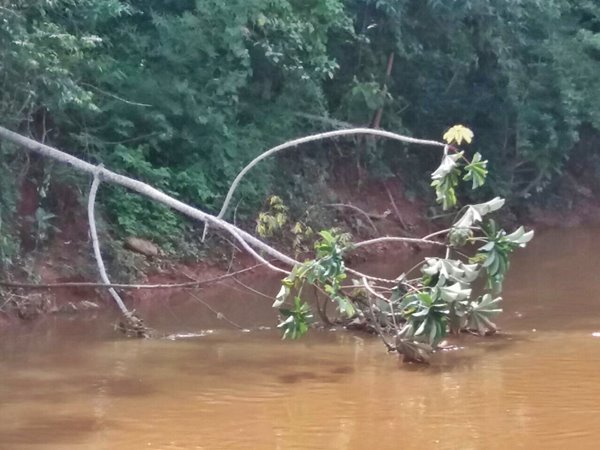 Arvores desabam no leito do Braco Sul do Rio Jucu 3