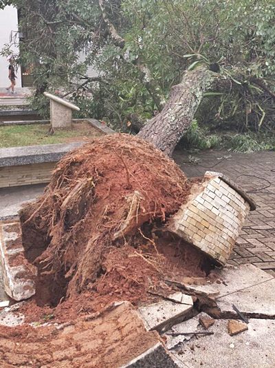 Ipe rosa da praca Aderbal Galvao cai durante forte chuva em Afonso Claudio 2