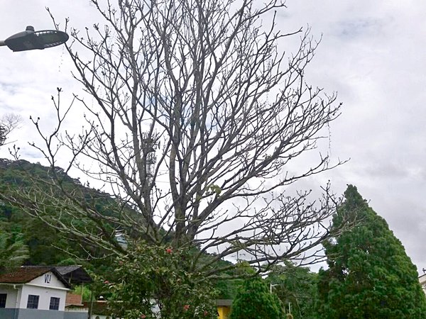 Ressuscitada arvore que estaria morta no jardim de Marechal Floriano 02.jpeg