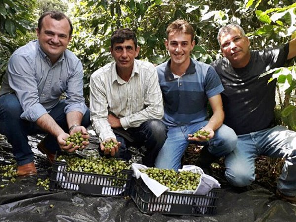 Esmeralda Capixaba Santa Teresa produz o primeiro azeite genuinamente capixaba