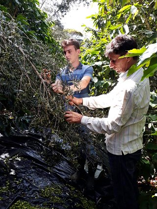 Esmeralda Capixaba Santa Teresa produz o primeiro azeite genuinamente capixaba 2