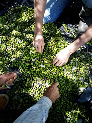 Esmeralda Capixaba Santa Teresa produz o primeiro azeite genuinamente capixaba 3