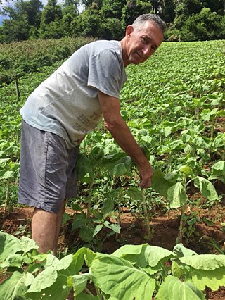 Folhosas e temperos verdes morrem por excesso de chuvas em Marechal Floriano1