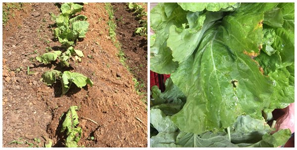 Folhosas e temperos verdes morrem por excesso de chuvas em Marechal Floriano 3