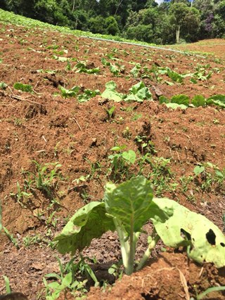 Folhosas e temperos verdes morrem por excesso de chuvas em Marechal Floriano 4