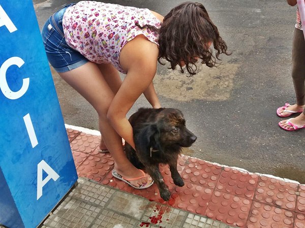 Motorista atropela caozinho e nao para socorrer