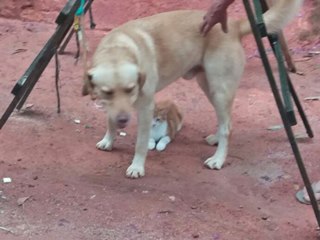 Amizade entre cao e gato e alegria familiar em Marechal Floriano 2