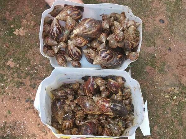 Caramujos invadem quintais de residencias em um bairro de Marechal Floriano 2