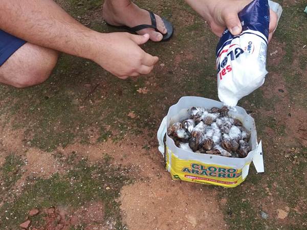Caramujos invadem quintais de residencias em um bairro de Marechal Floriano 3