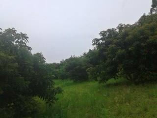 Cultivo do abacate reunirá produtores capixabas em Marechal Floriano