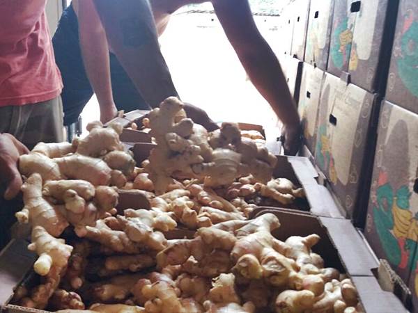 Gengibre das montanhas e exportado para paises vizinhos 2