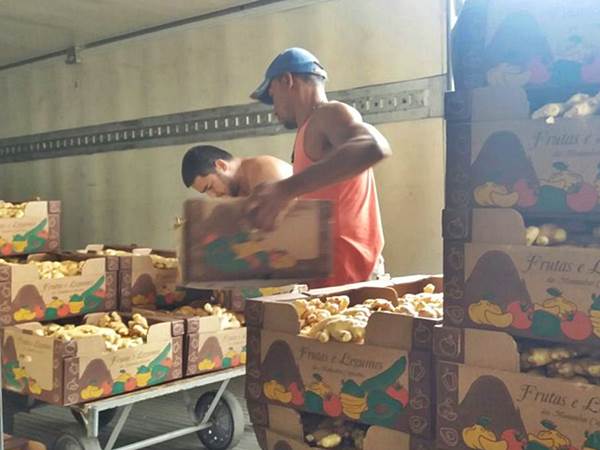 Gengibre das montanhas e exportado para paises vizinhos 3