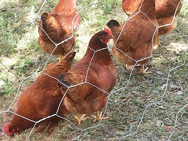 Marechal trabalhar para fortalecer e diversificar avicultura 2