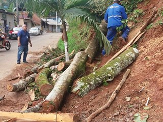 Remocao de arvore que caiu sobre cabos eletricos e internet em Marechal Floriano 2