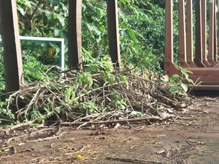 Vagoes pranchas para transporte de madeira viram matagais em Marechal Floriano