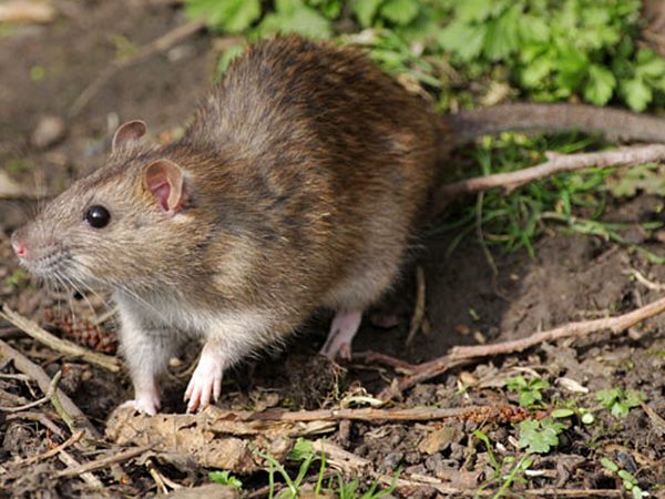 Veneno para acabar com os ratos dos bueiros em Marechal Floriano 02
