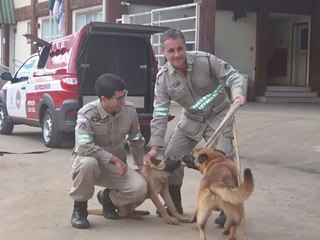 Corpo de Bombeiros de Marechal Floriano adestra cães para salvar vidas 3