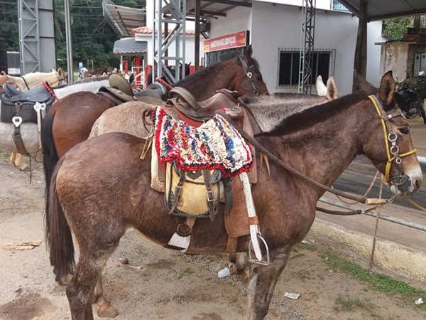 Dezenas de cavaleiros participam de passeio para ajudar o hospital de Campinho 3