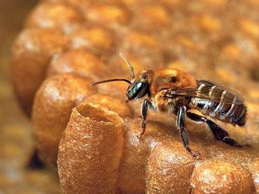 Estudo da fauna mostra preservacao de especies ameacadas em reserva de Domingos Martin 06
