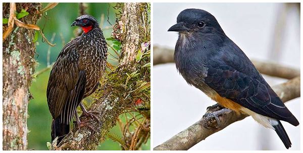 Estudo da fauna mostra preservacao de especies ameacadas em reserva de Domingos Martins 02