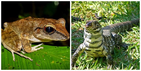 Estudo da fauna mostra preservacao de especies ameacadas em reserva de Domingos Martins 03