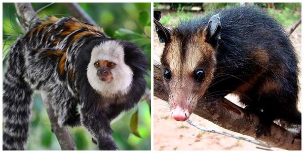 Estudo da fauna mostra preservacao de especies ameacadas em reserva de Domingos Martins 04