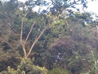 Moradores amedrontados com galhos e troncos de árvores caídos numa floresta em Marechal Floriano 2