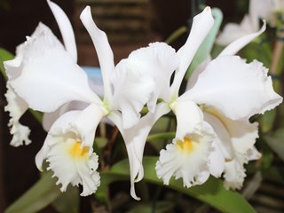 Projeto das Orquídeas com plantio de mudas concurso e exposição em Marechal Floriano 3