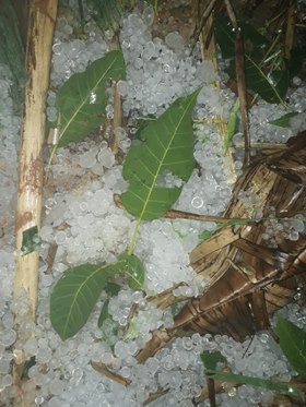 Temporal com queda de granizo provoca prejuízos na Região Serrana 4