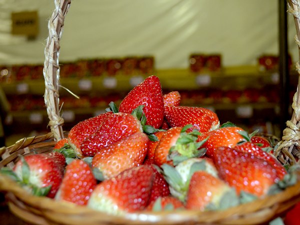 Feira do Morango é atração neste fim de semana em Santa Maria de Jetibá