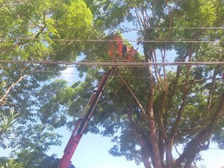 Galhos de árvores que ameaçam romper são cortados na praça de Marechal Floriano