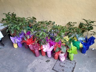 Plantando Ipês no projeto da Primavera na EMEF Mauro Christo 2