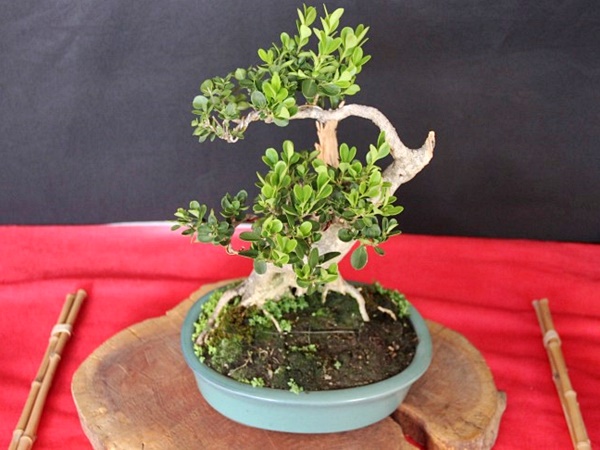 XXI Blumenfest colore Domingos Martins neste final de semana 2